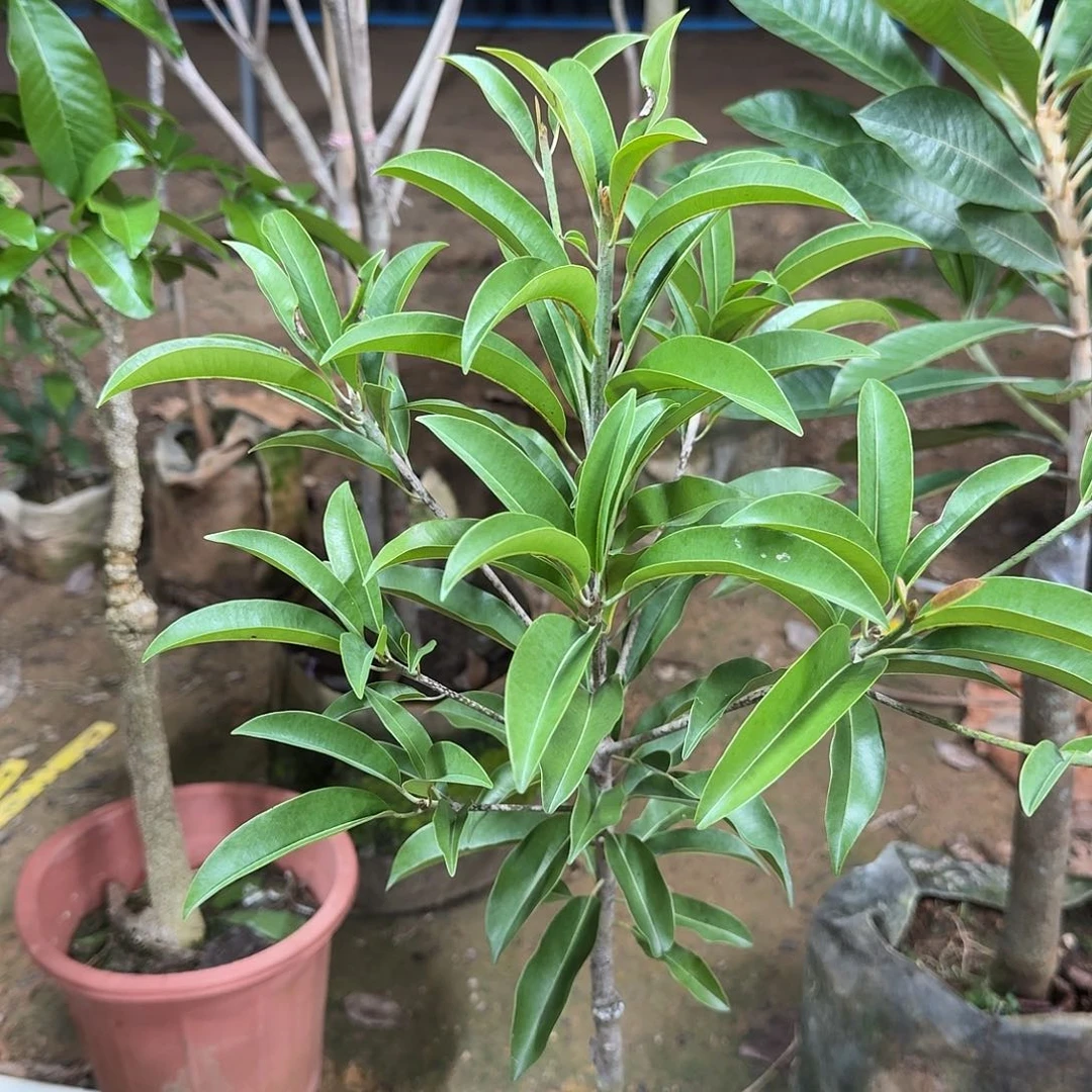 江***࿐当前无花栽培后可以开花墨西哥