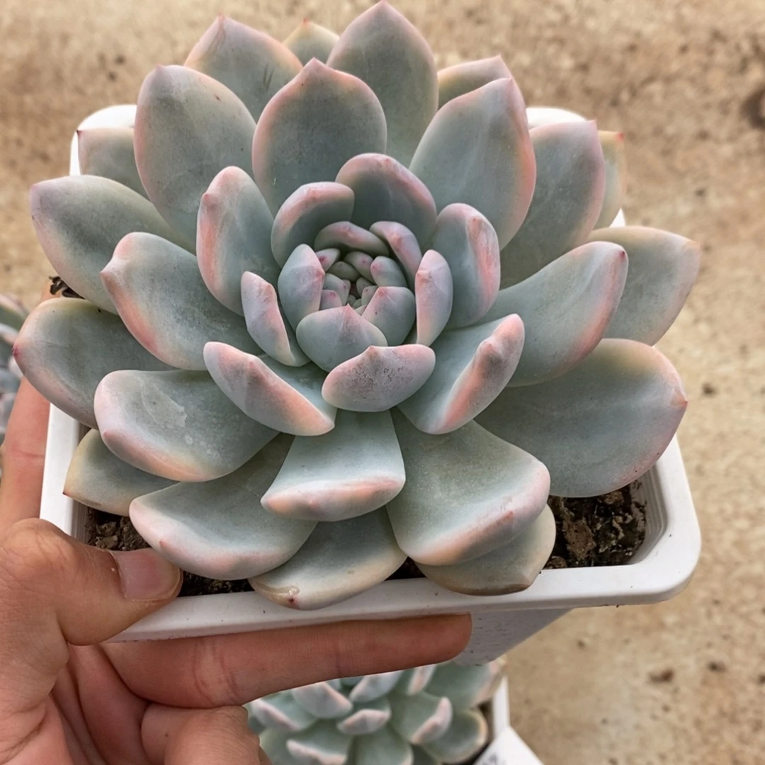 梦露锦多肉植物6984