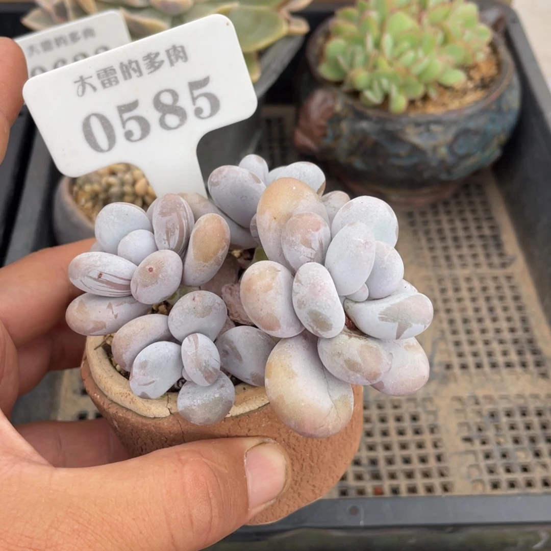 0585奶酪不带盆9厘米