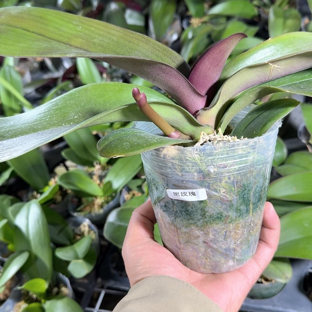 无花朵3.5黑玫瑰带梗