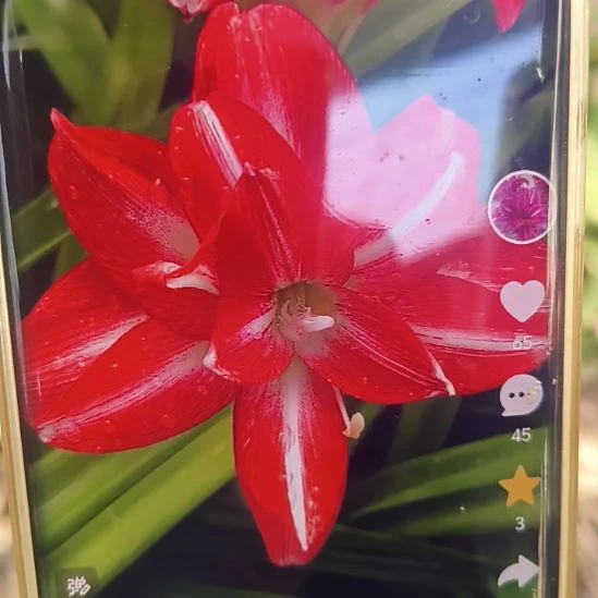 完全开放梦华坨坨