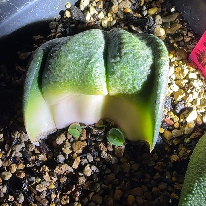 大折边大隆骨叶插苗一个，可以免费寄养