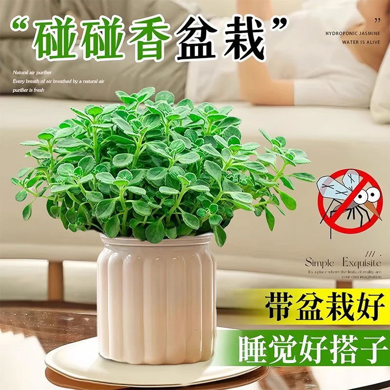 碰碰香盆栽多肉植物食用薄荷迷迭香绿植花卉室内客厅桌面驱蚊香草