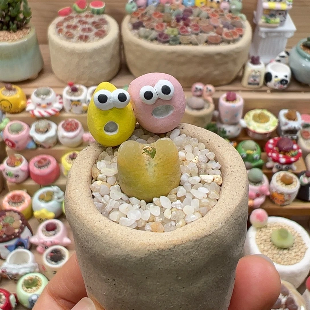 多肉植物107号黄毛