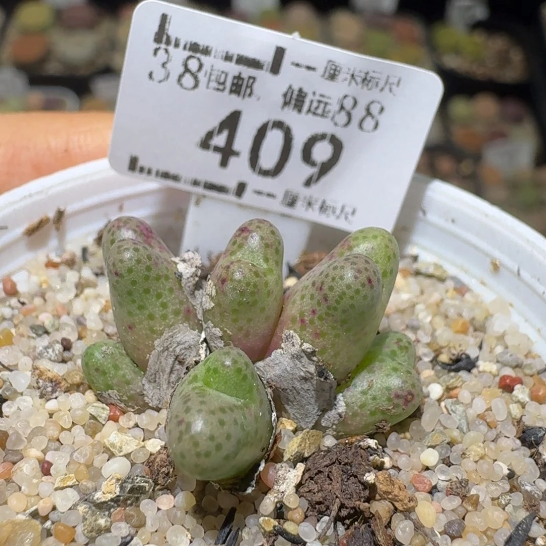 Sss清仓便宜出了409斑马955D