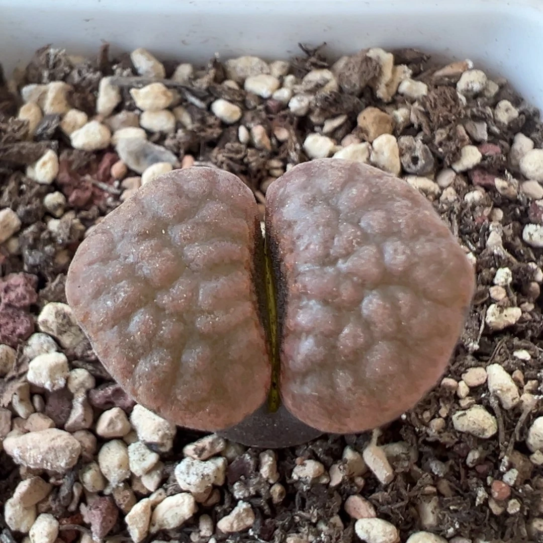 一颗黑体大蛋糕 肉锥植物