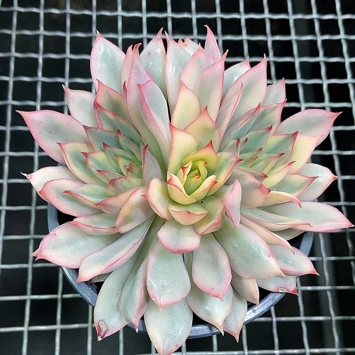 月光女神锦多肉植物