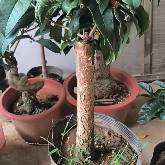 力***哥完全开放四季桂花丹