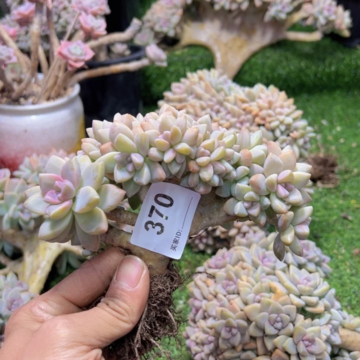 葉***倫染的多肉一物一拍370