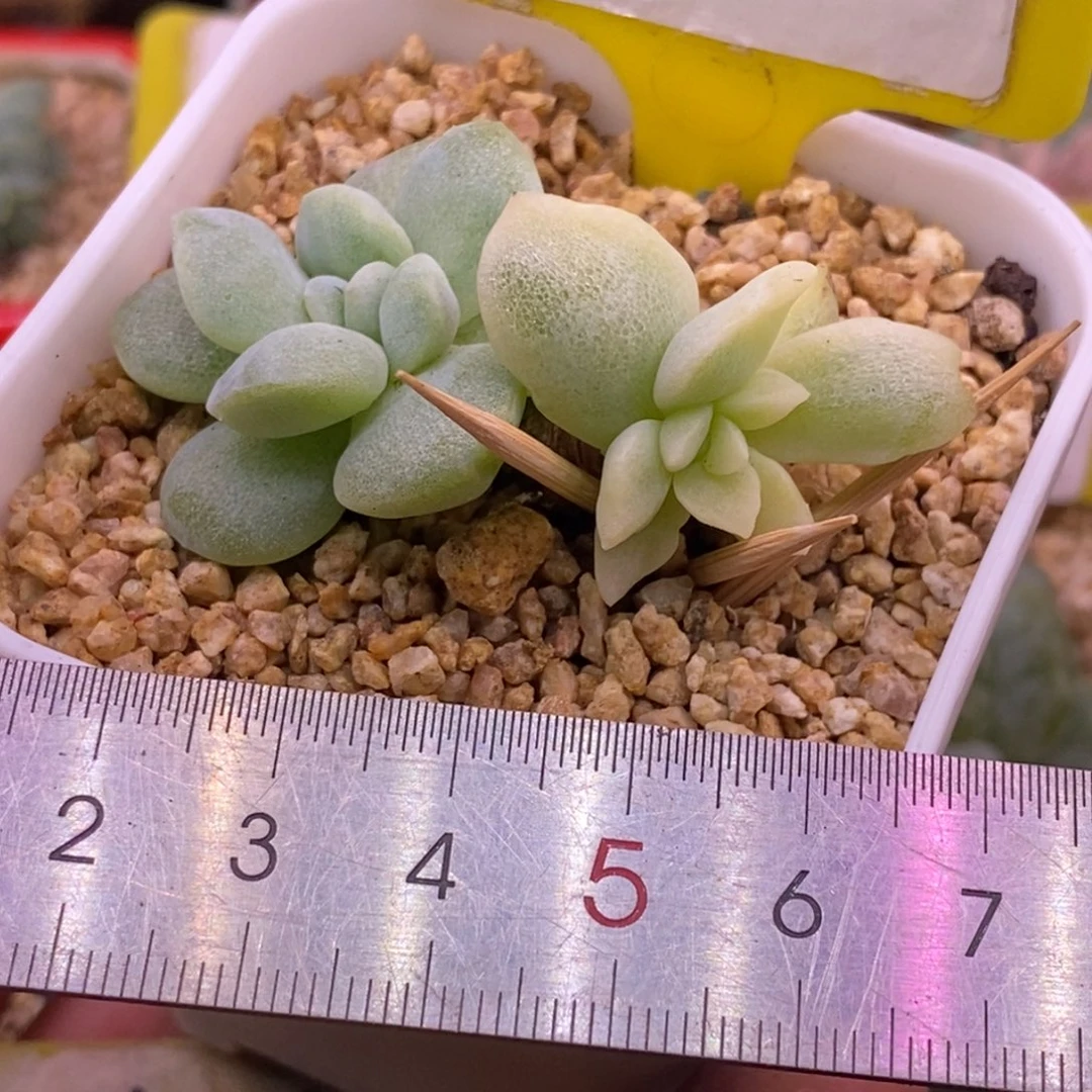 1156老桩冰玉变异锦……