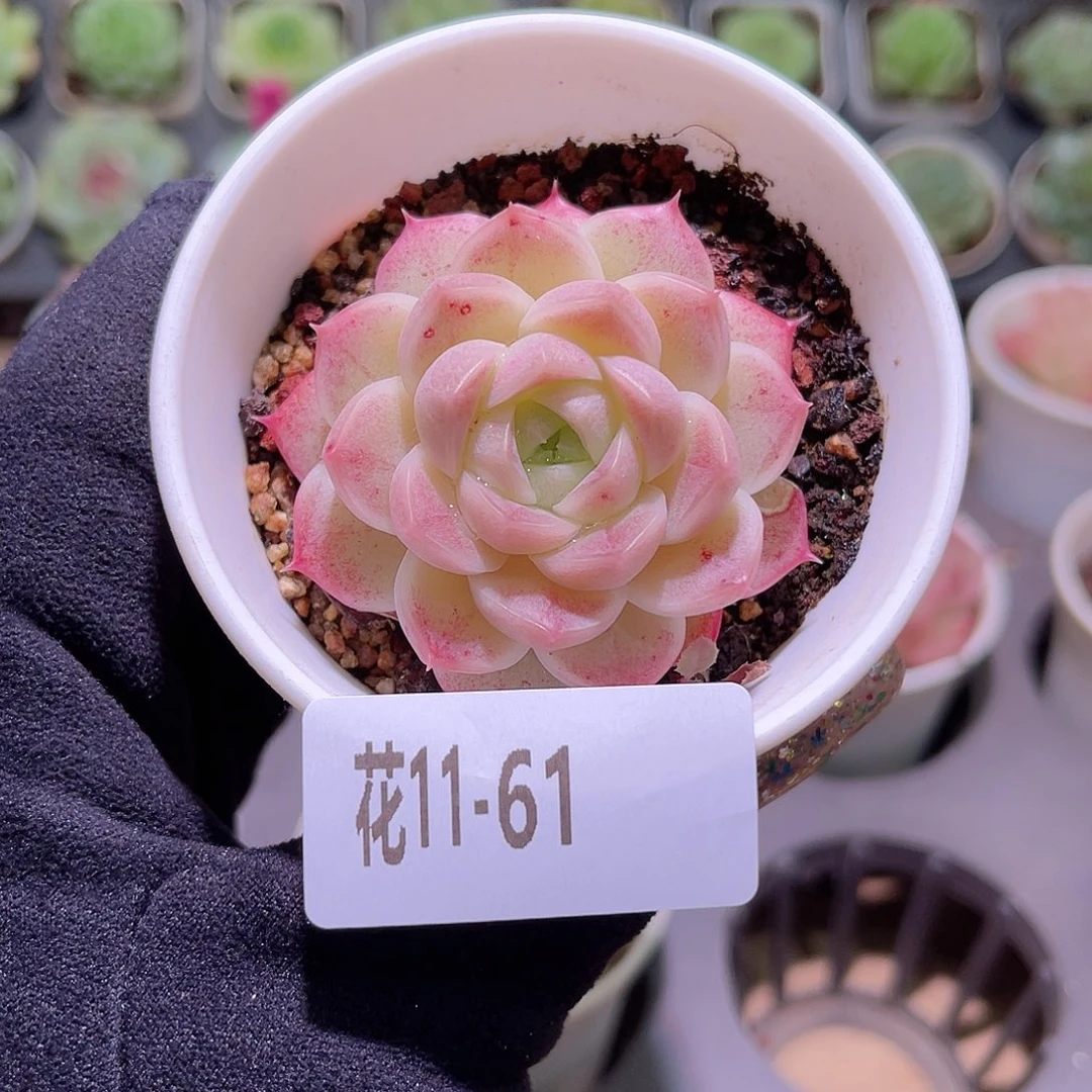 花利美11-61麦秆单头 微瑕