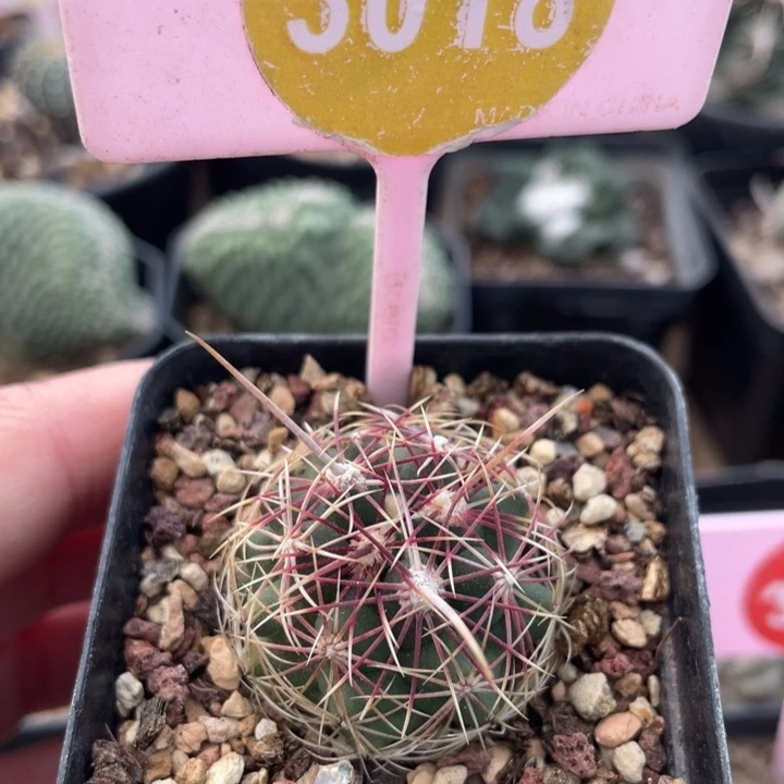 凤***欢实生白针大统领30180000