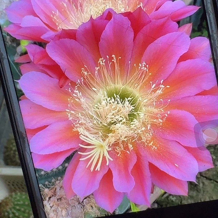 飞碟侧芽5公分毛花柱