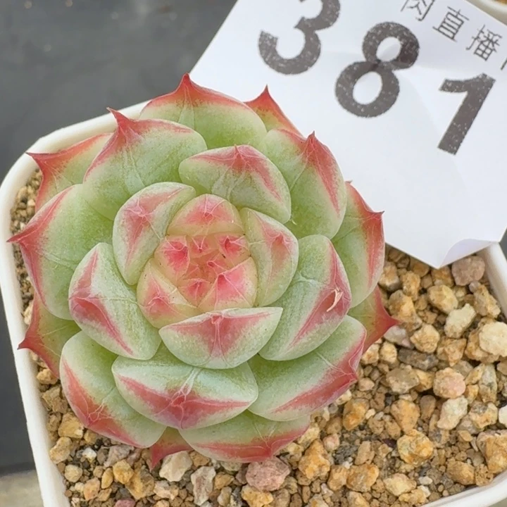 小辣椒            多肉植物