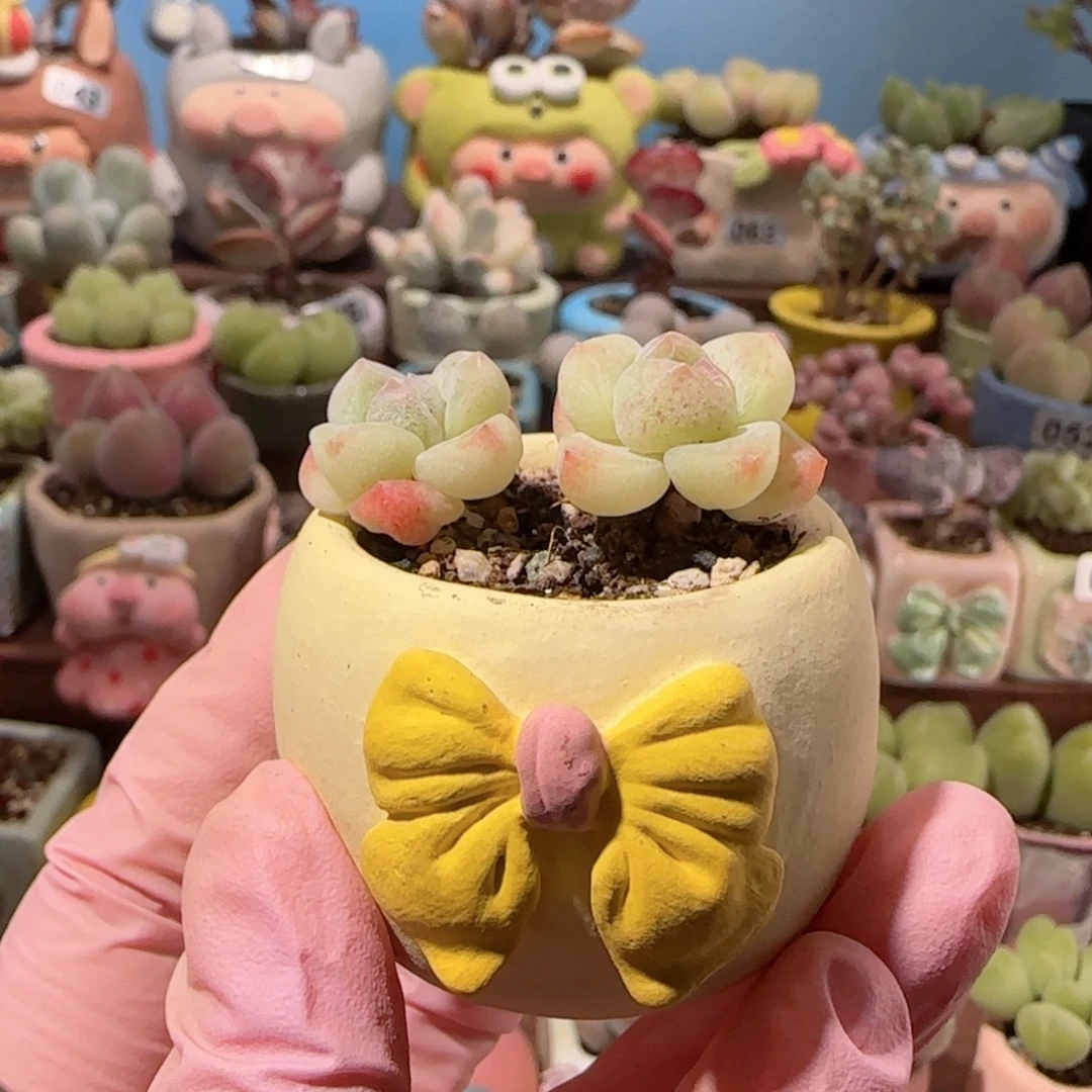 …***-T冰玉种好盆口3cm