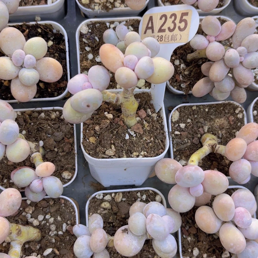 A235水光针一物一拍