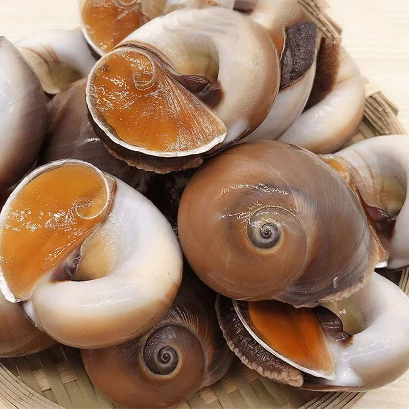 【顺丰发货】新鲜海捕丹东猫眼螺鲜活发货净重4斤