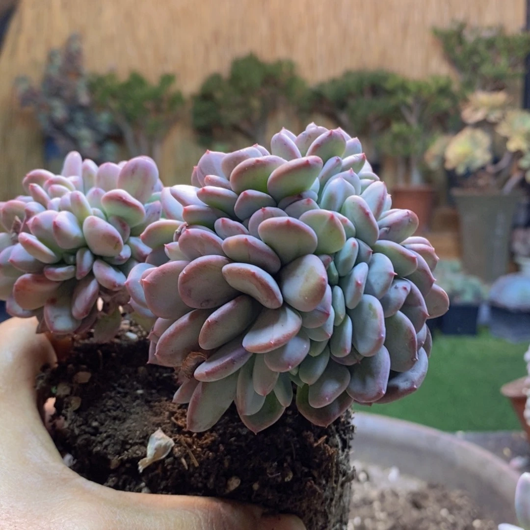 夜*D84号玛瑙缀多肉