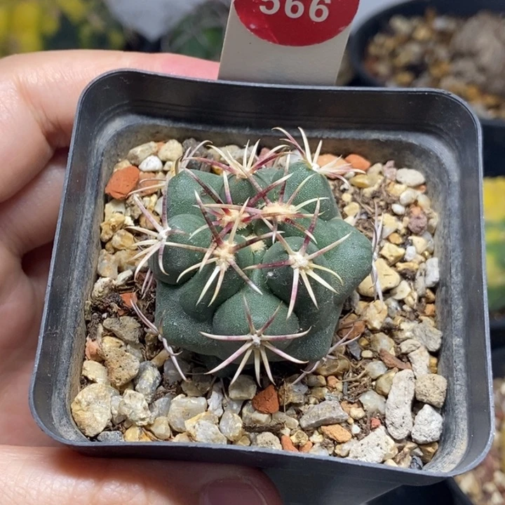 实生豪刺大红鹰3.7cm