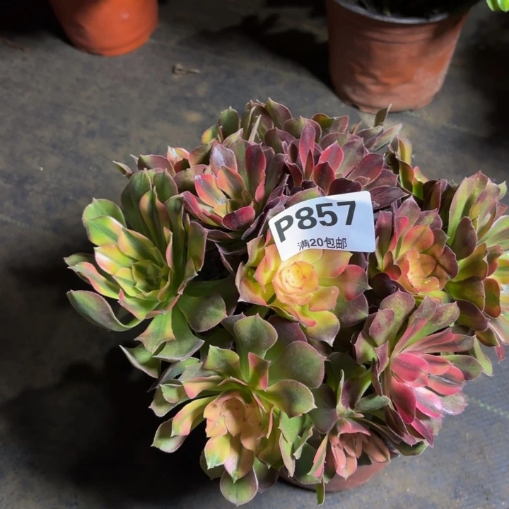 瑞妈，，。。。857洛神，