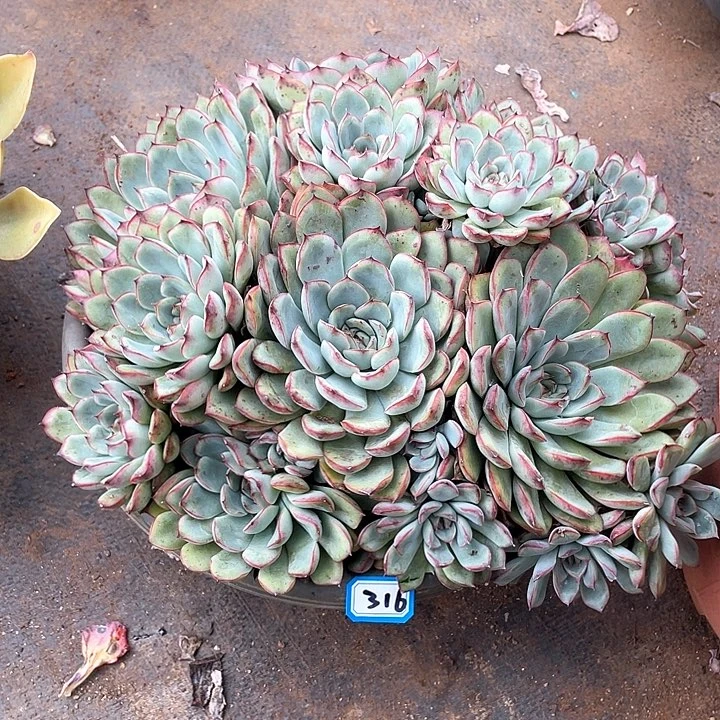 316荷花 一物一拍多肉