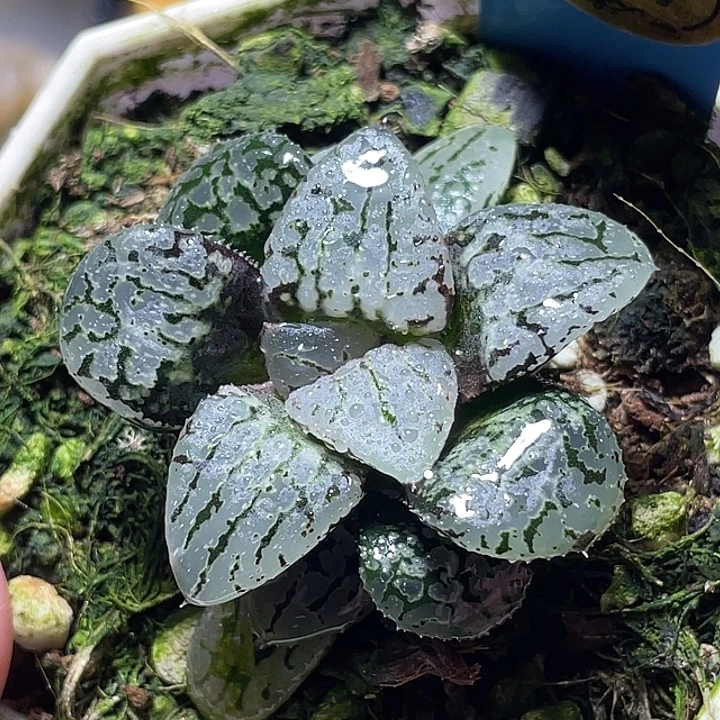 757玛丽女王特选福利