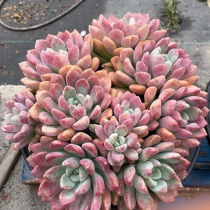 花斑鹿多肉植物老桩