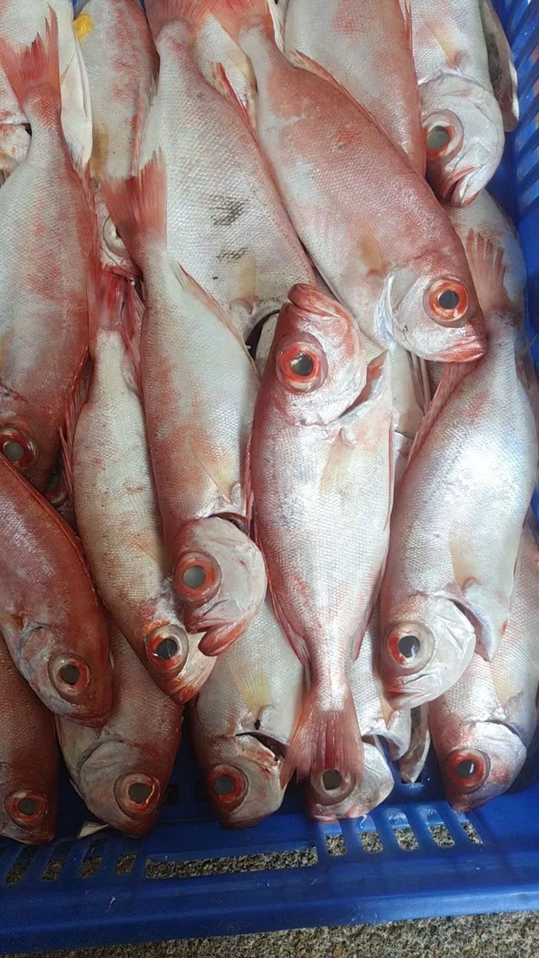 惠来神泉港 红目鲢母杀好