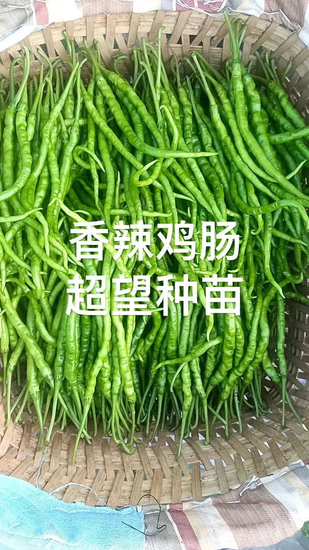 香辣鸡肠辣椒苗50颗