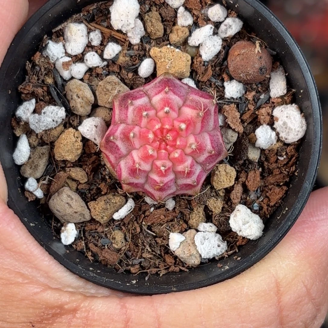 泰系米哈实生轮回3号