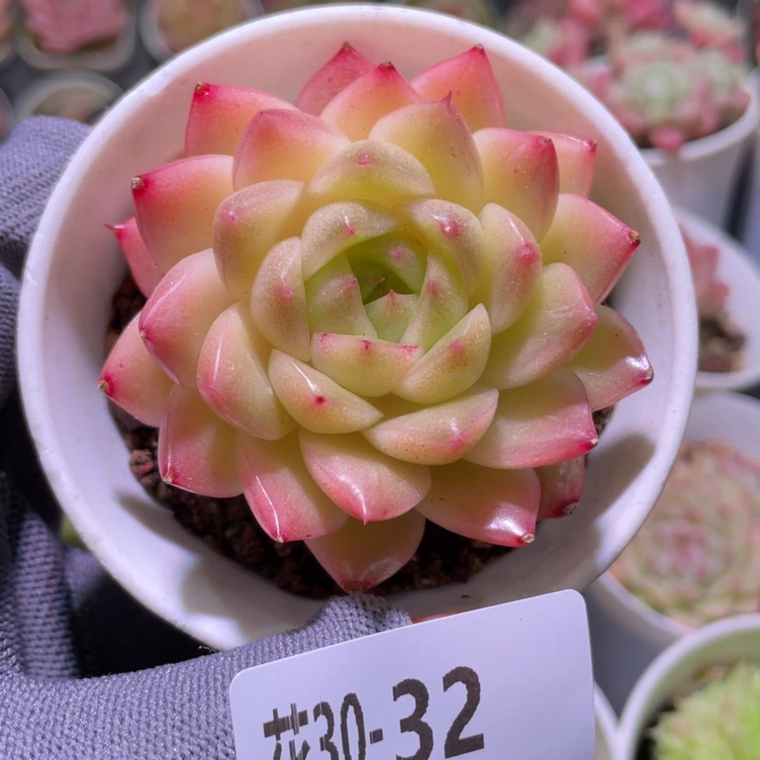 花利美30-32麦秆群