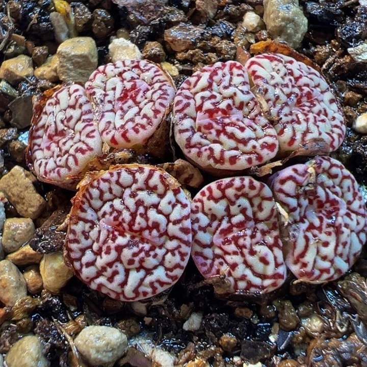 652多肉植物种类多样