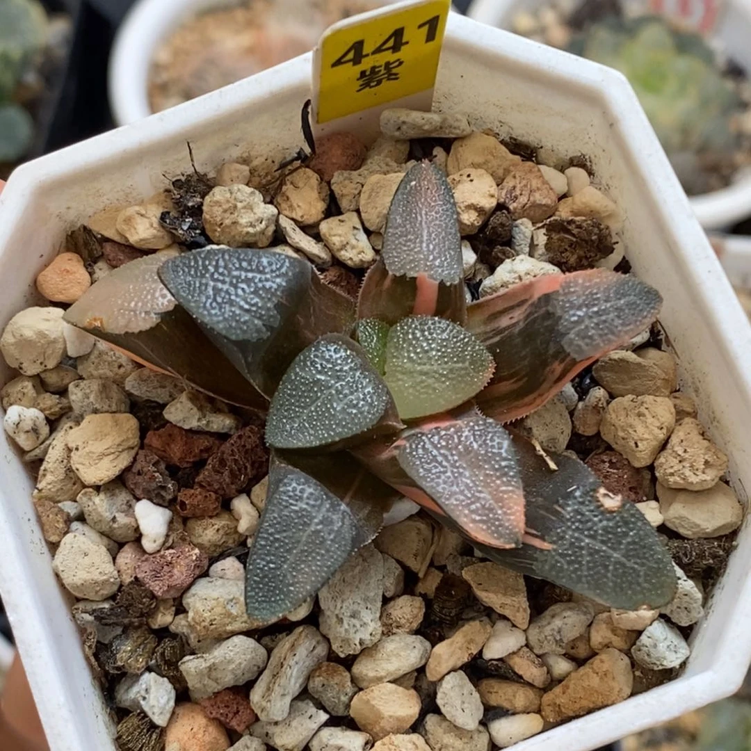 441网纹克多肉植物