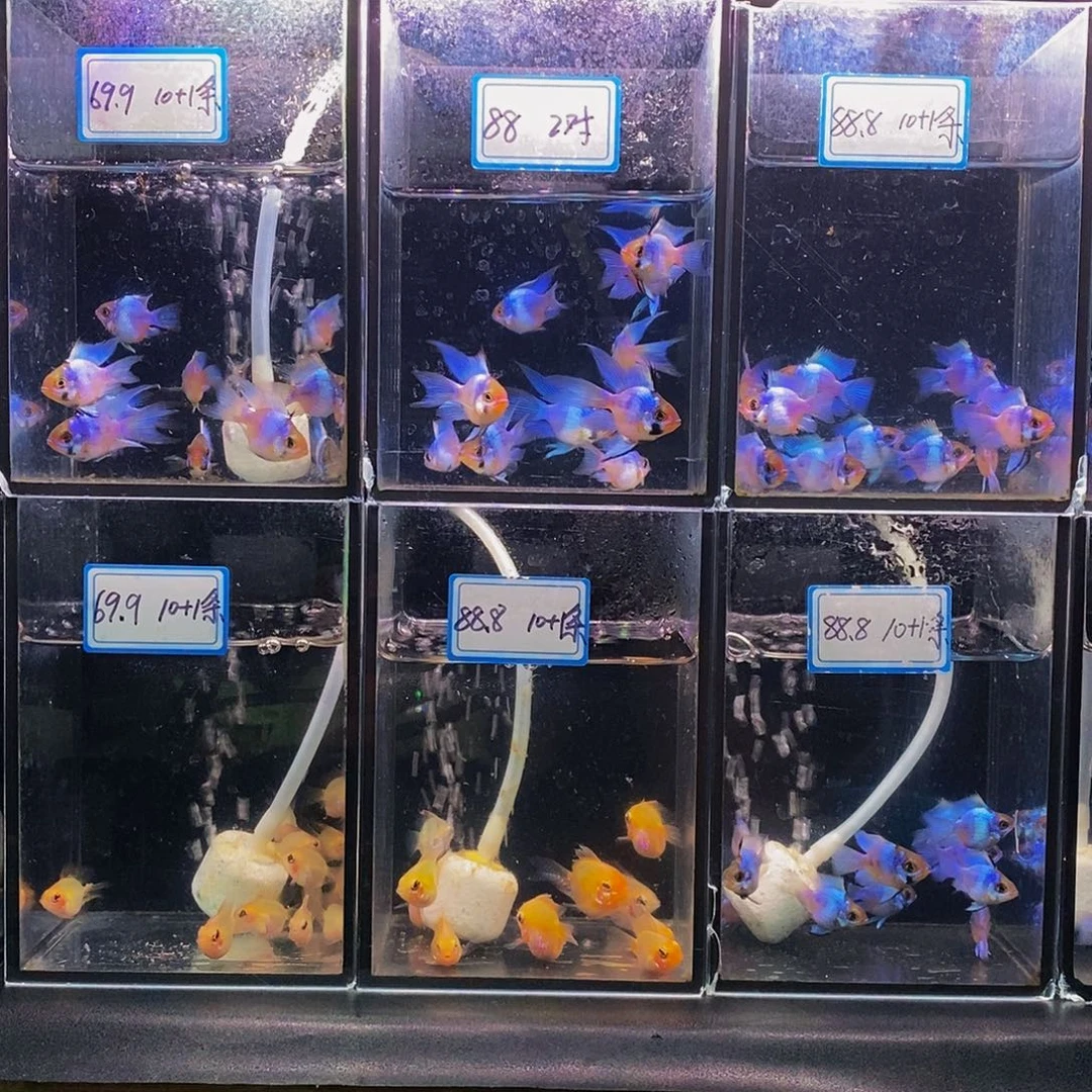 海水鱼蓝波子8级10级灯牌各四条