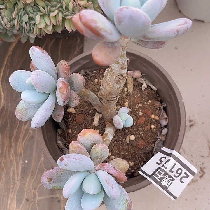 雪美人26175多肉植物