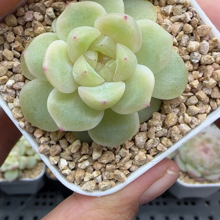 178号粉财晗雨多肉