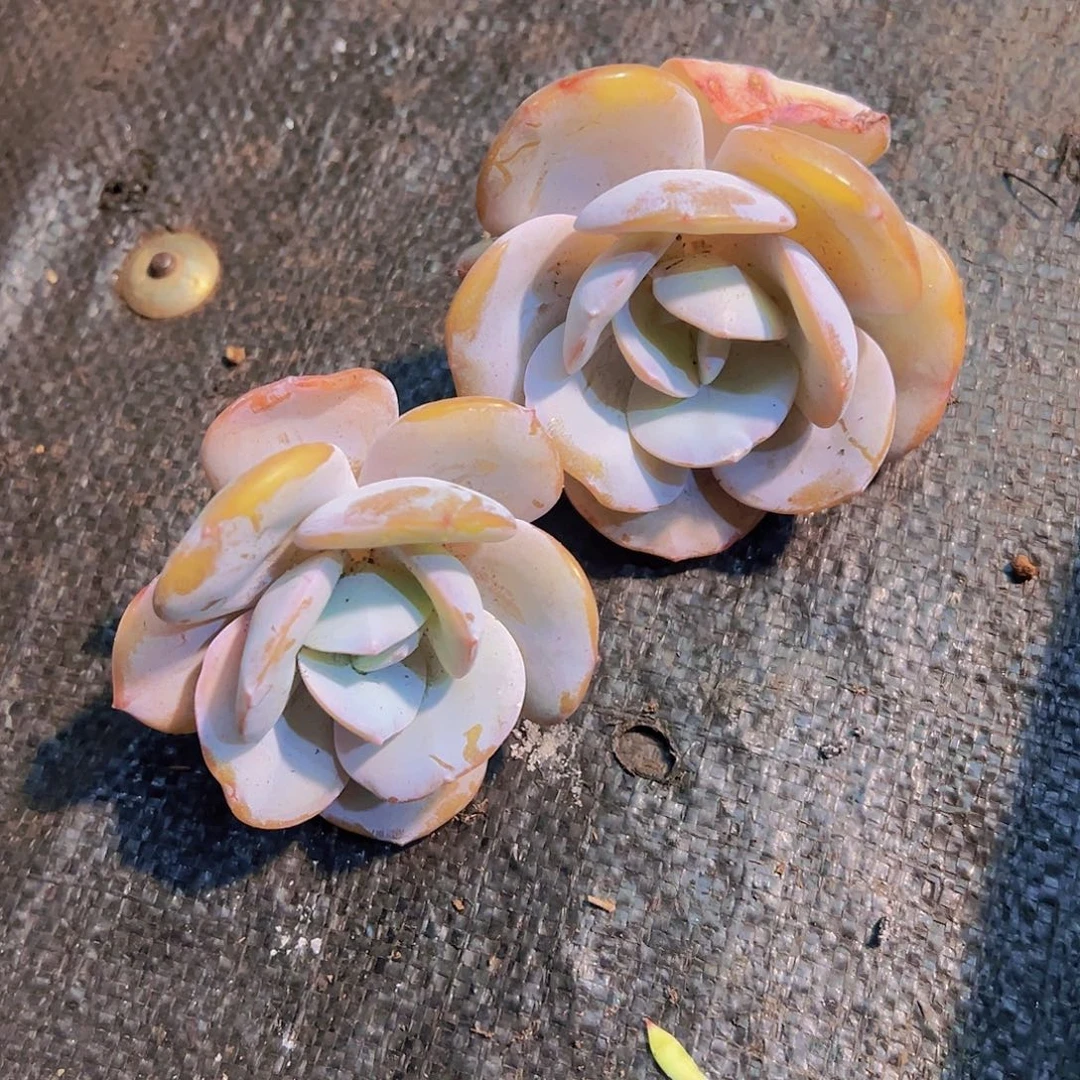 ?***?雪茶，裸根发货，