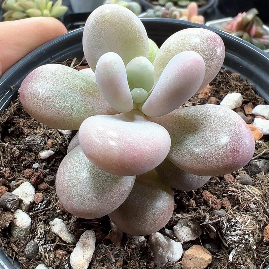 桃蛋锦 小方花圃一物一拍