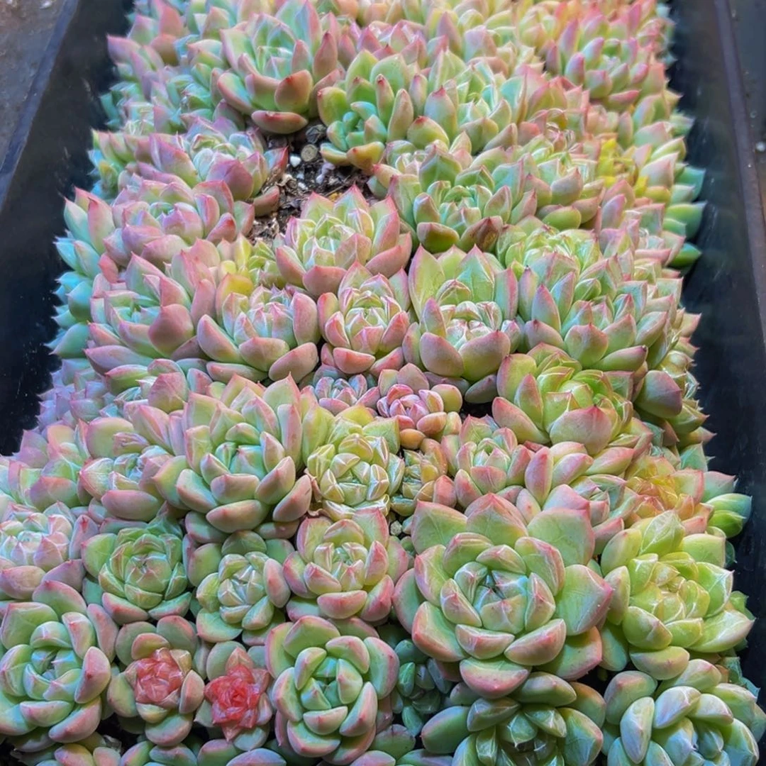 茶***蘼844多肉植物和植物在