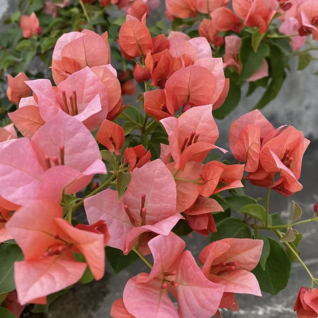 （带花不甜西瓜）精品三角梅包邮包对版包售后一个月