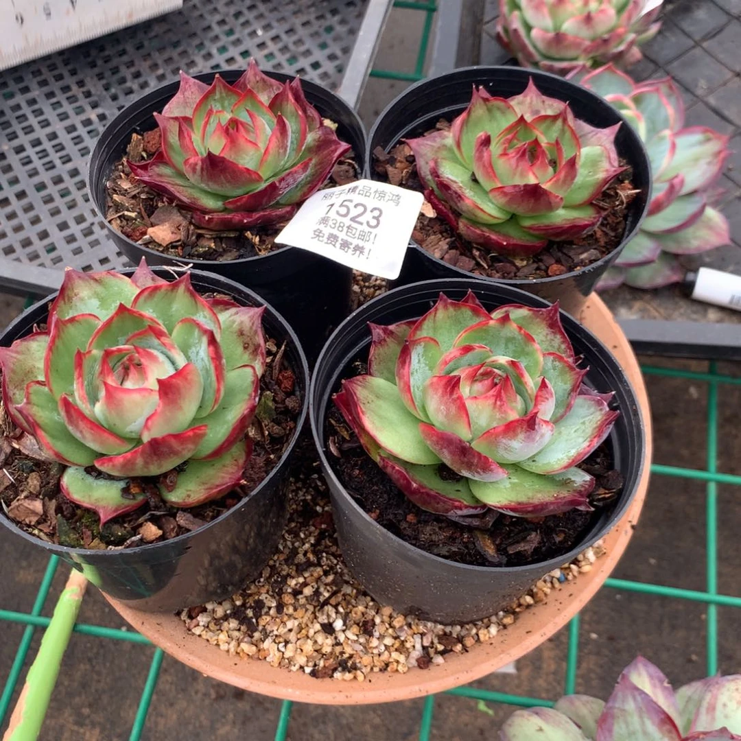 春***天1523号多肉植物惊鸿4颗，6厘米