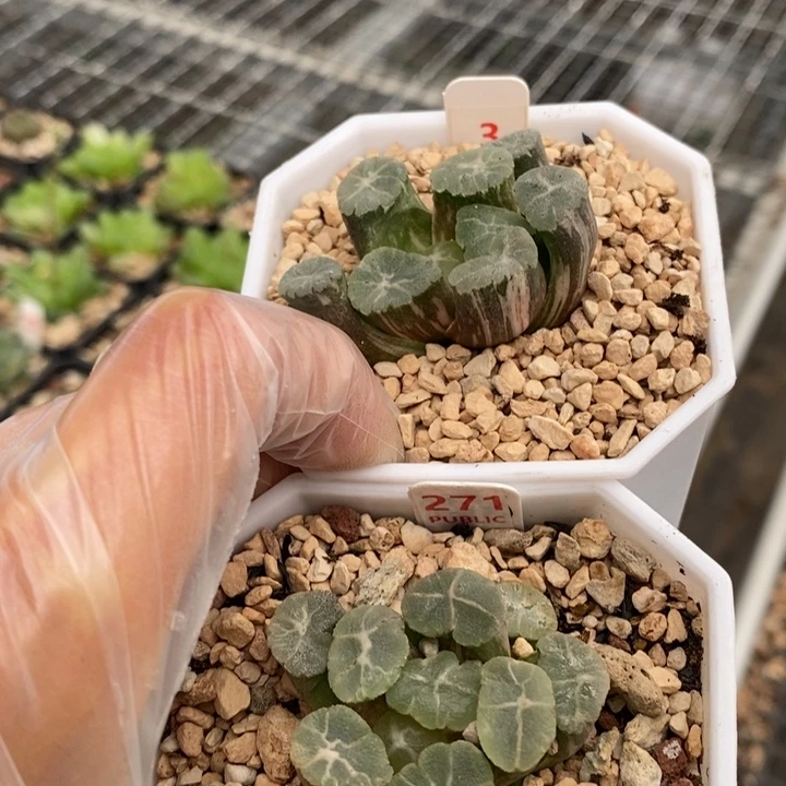 3号271号2颗实生万象带盆发货