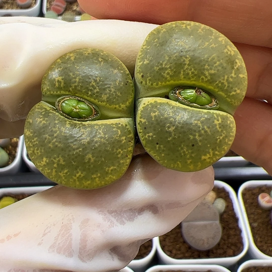 生石花多肉双头母本