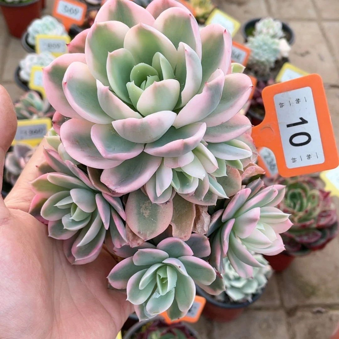 【闪购商品】10号不包断肢