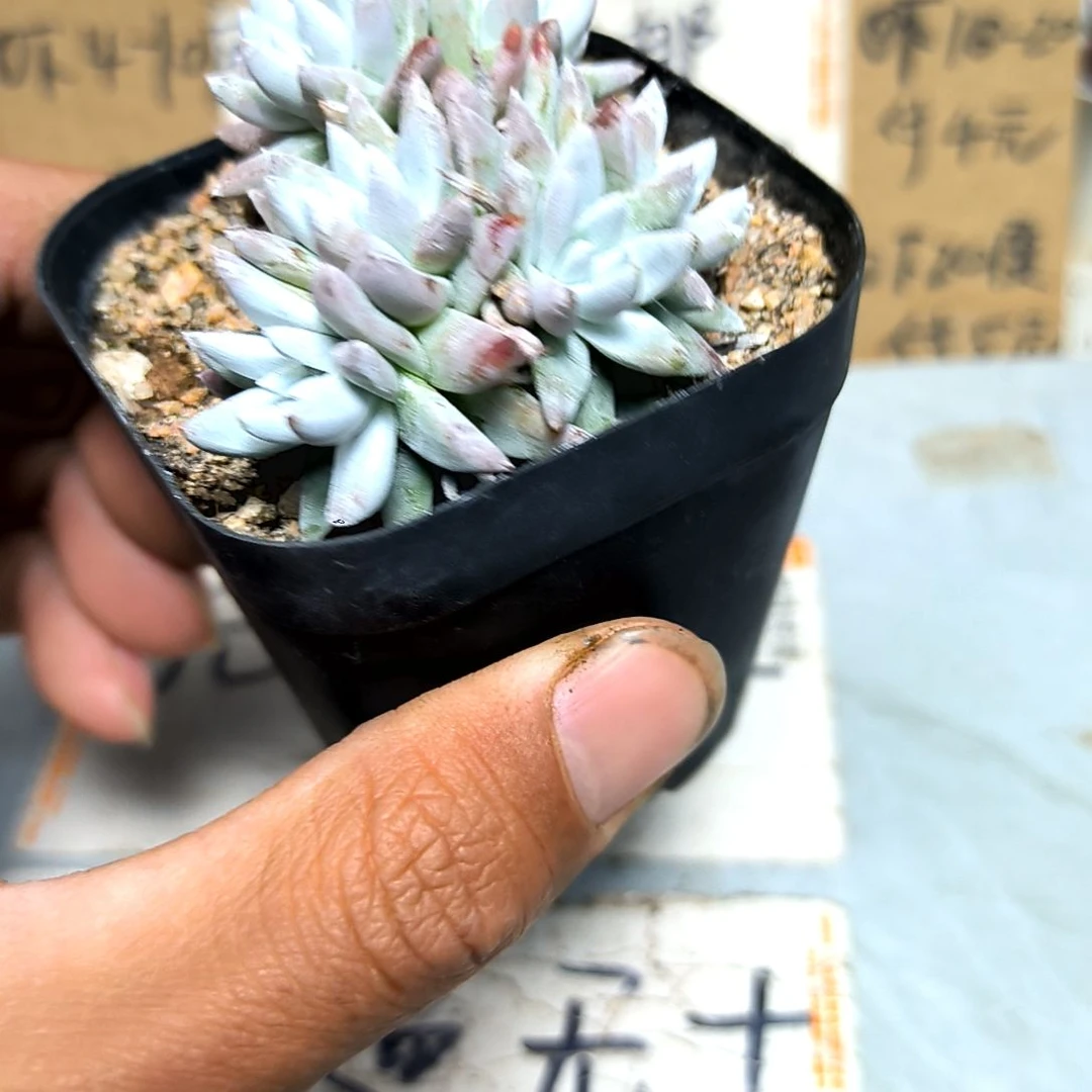 满6元包邮，白菊老庄多头方盆