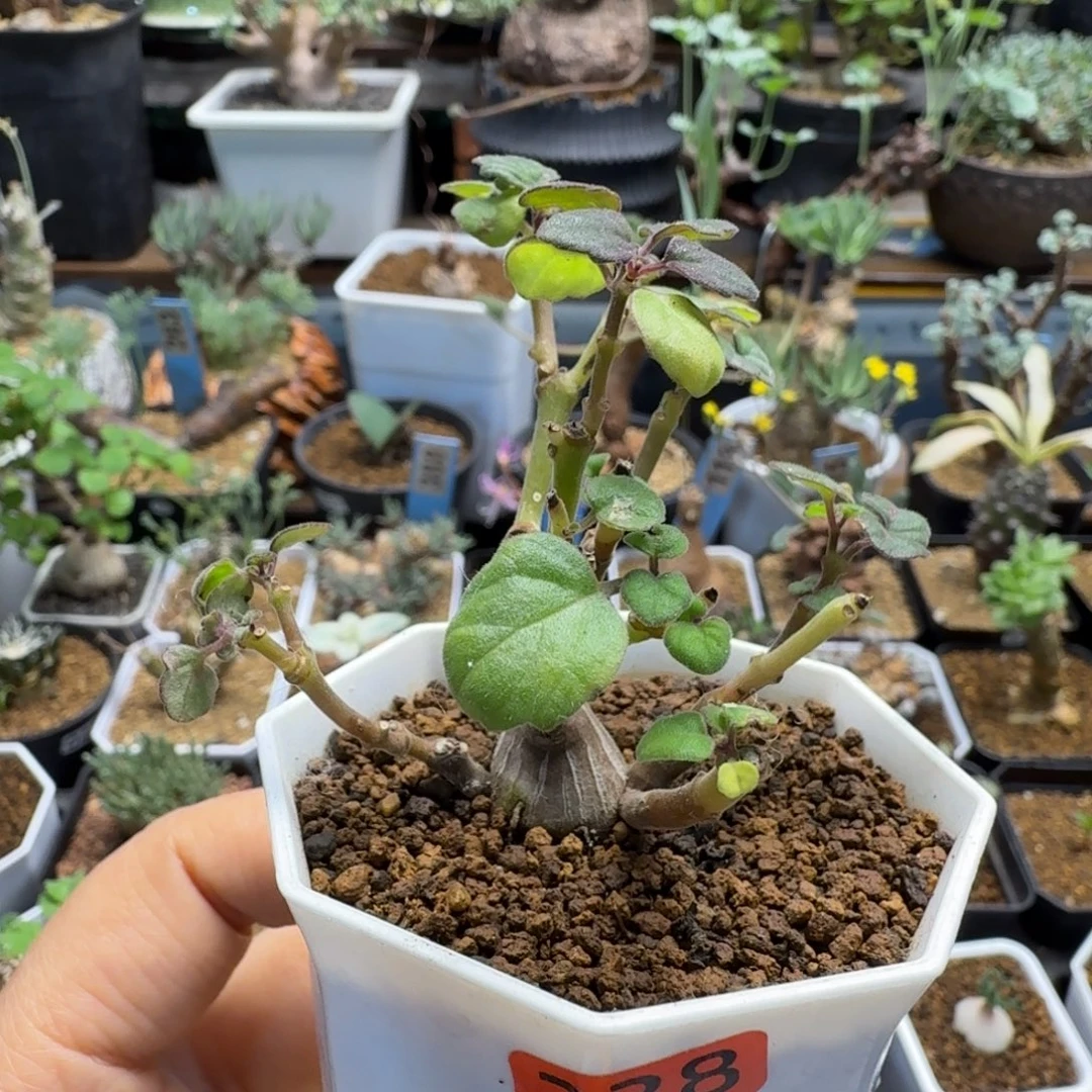 爱氏延命草338 仙人球