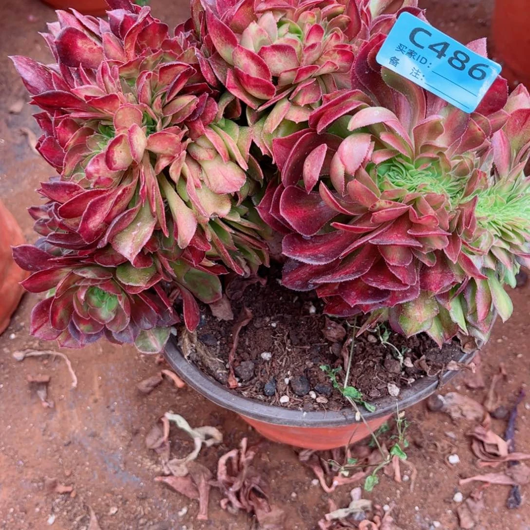 多肉植物486抹茶