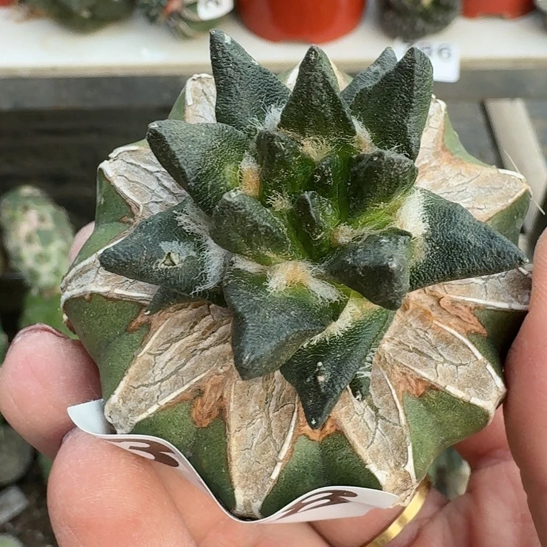 瑶***球无花朵龙角牡丹358
