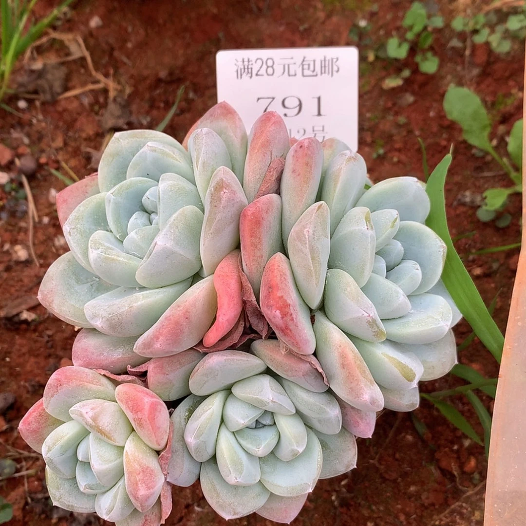 【闪购商品】云791号四头15厘米