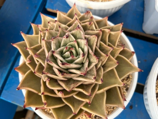 云南基地直发星星锦